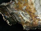 Uniquely Shaped Petrified Wood Slab - #6269-2